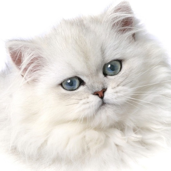 گربه پرشین-Persian cat