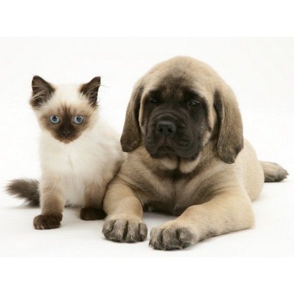 خوشگل ترین نژاد های سگ و گربه!