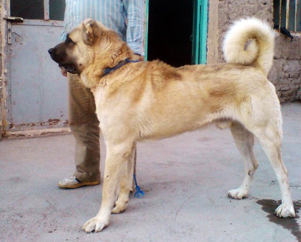 سگ سرابی-persian mastiff