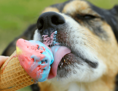 طرز تهیه بستنی خونگی برای سگ ها