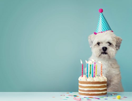 طرز تهیه کیک تولد برای سگ ها