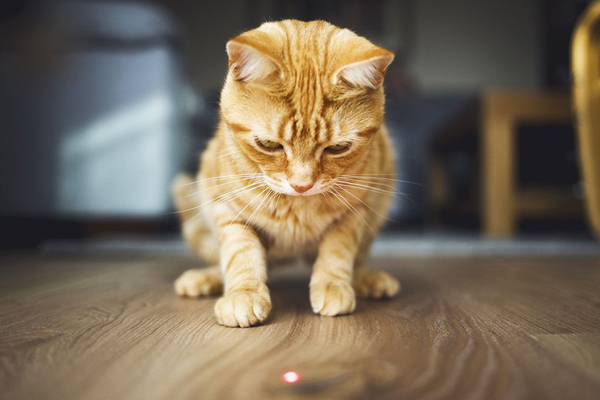 چرا گربه ها نور لیزر را دنبال می کنند (1)