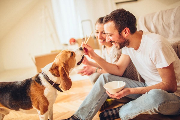 چند تمرین که در خانه می توانید با انواع نژاد سگ خانگی انجام دهید! (2)