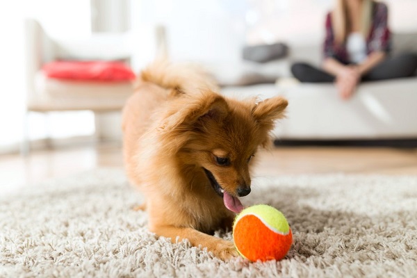 چند تمرین که در خانه می توانید با انواع نژاد سگ خانگی انجام دهید! (4)