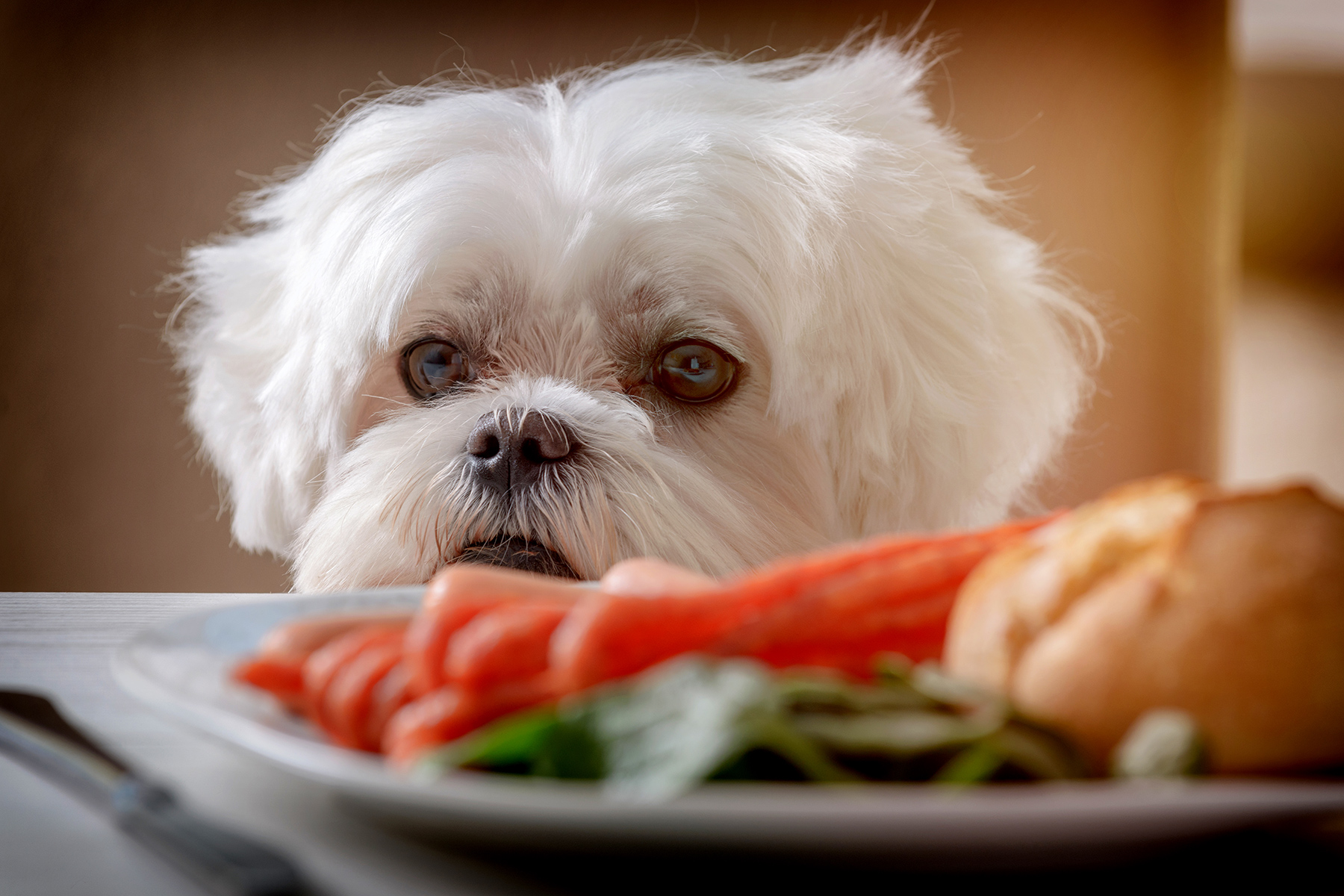 گدایی کردن غذا در سگ ها