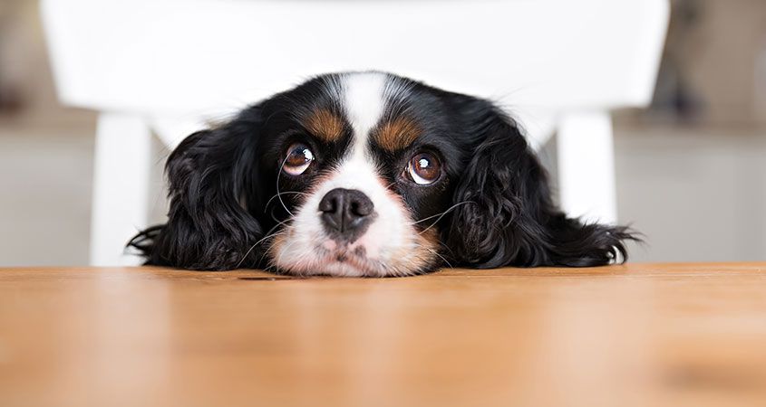 رفع مشکل گدایی کردن غذا در سگ ها