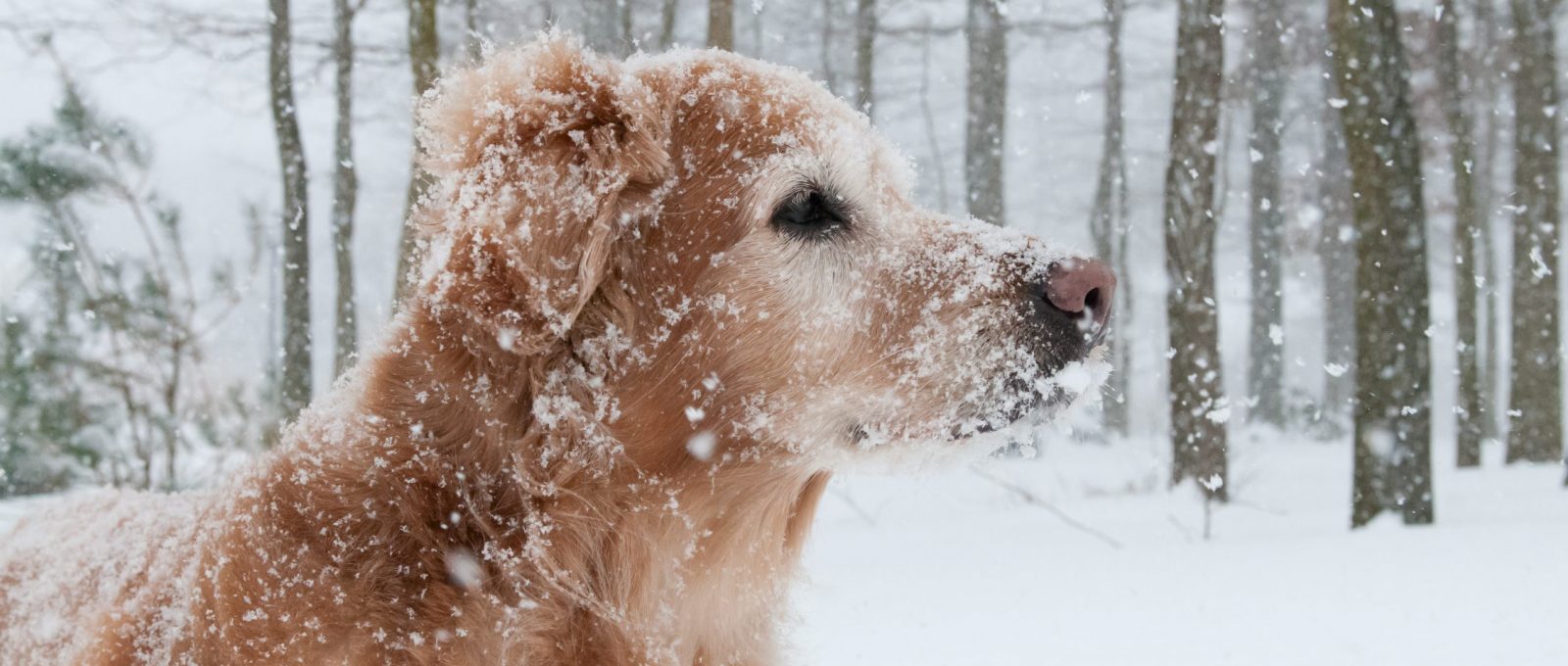 غذای سگ در زمستان