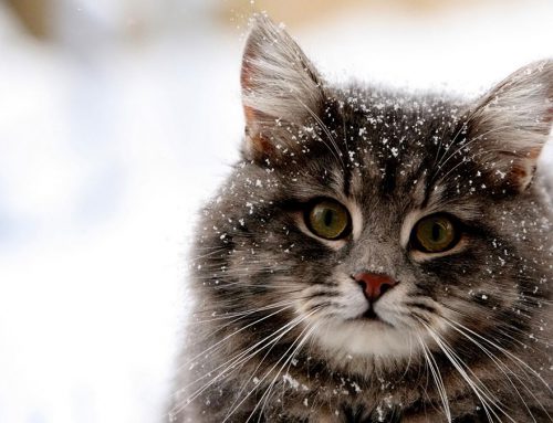 مراقبت از گربه ها در زمستان