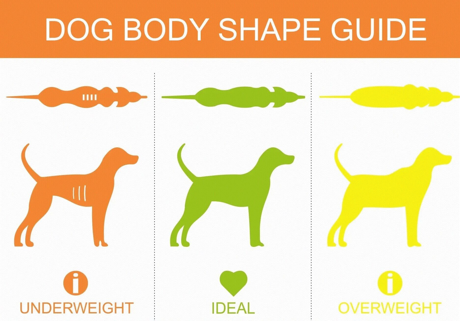 رژیم غذایی سگ - بدن متناسب