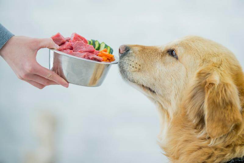 رژیم غذایی سگ