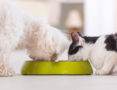 آیا سگ ها میتونن غذای گربه بخورن؟