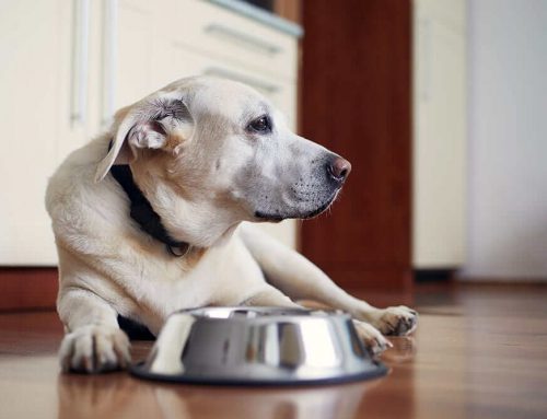آنچه باید در مورد غذای سگ های مسن بدانید