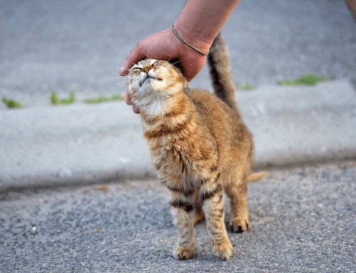 غذای خشک گربه‌ خیابانی و نکات مهم
