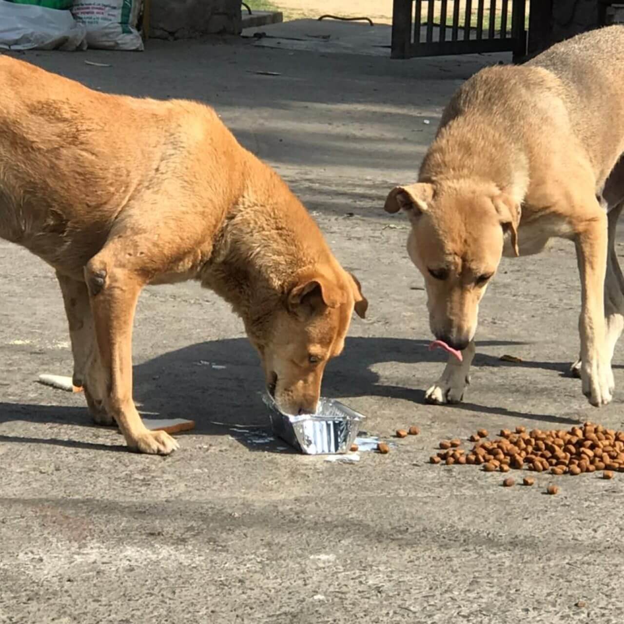 غذای سگ خیابانی