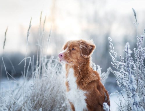 راهنمای کامل برای مراقبت از سگ ها در فصل زمستان